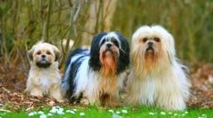 Lhasa apso (photo): predanost in resnost v igri